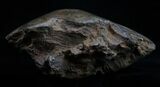 Polished Fossil Coral Head - Very Detailed #10392-2